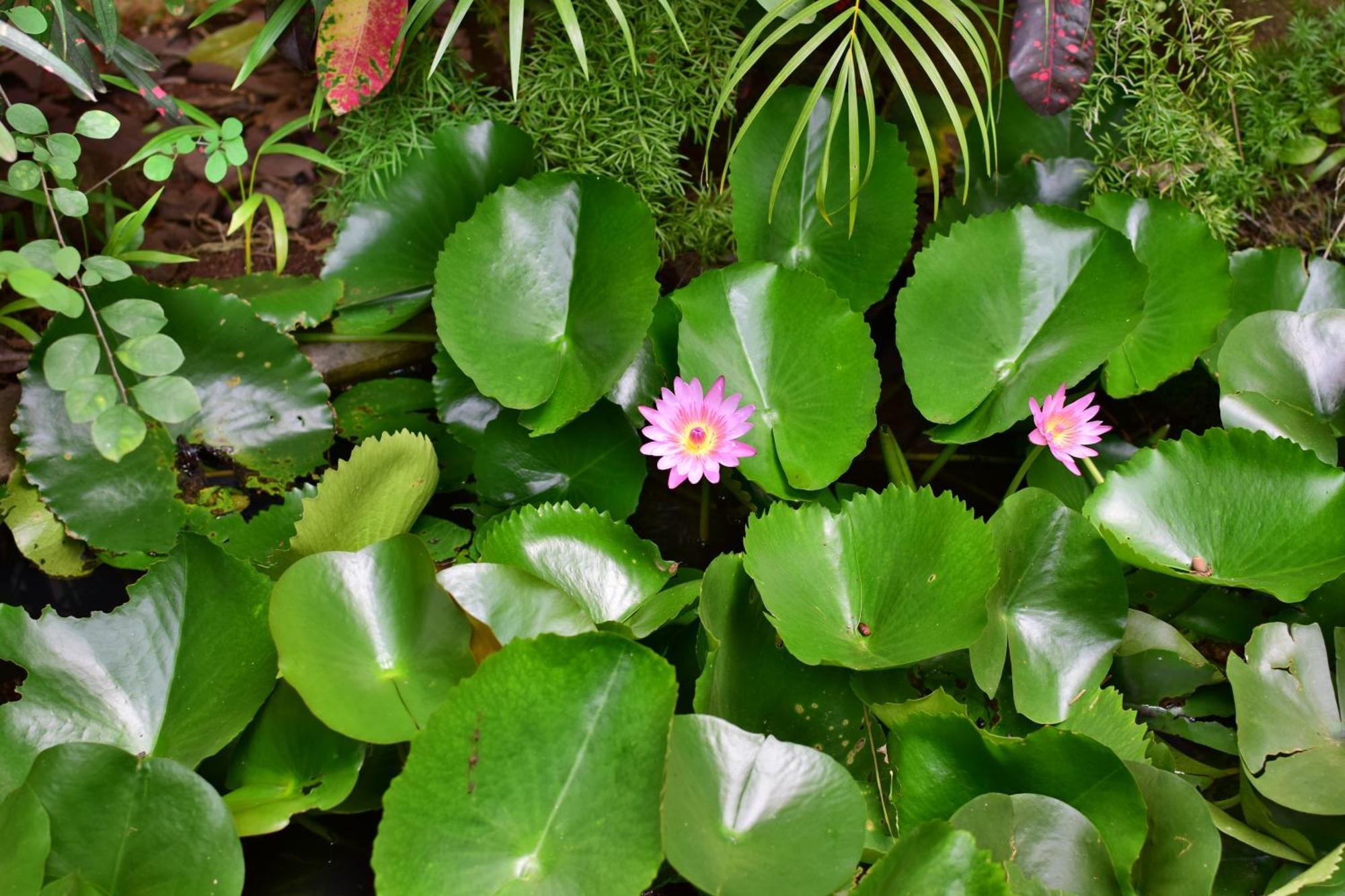 Silent Waters Resorts Yelagiri Bagian luar foto